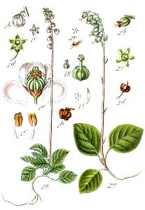 Ericaceae spp Sturm50