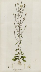 Erigeron acris