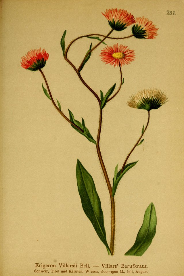 Erigeron atticus