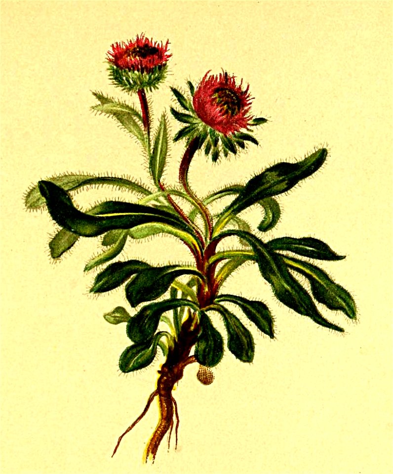 Erigeron uniflorus Atlas Alpenflora