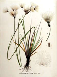 Eriophorum latifolium — Flora Batava — Volume v16