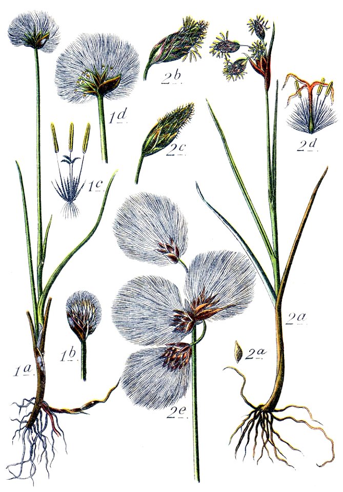 Eriophorum spp Sturm16