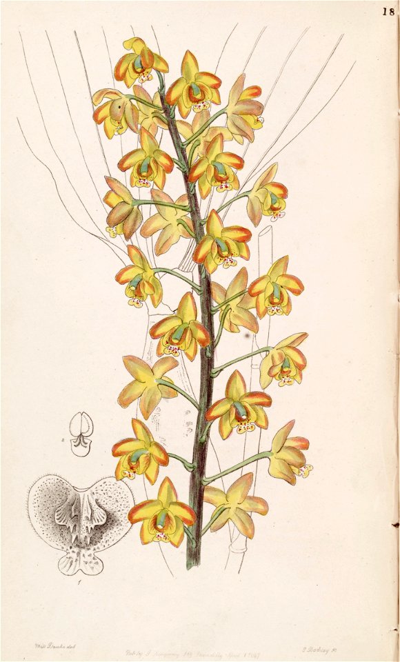 Eriopsis biloba - Edwards vol 33 (NS 10) pl 18 (1847)