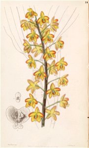 Eriopsis biloba - Edwards vol 33 (NS 10) pl 18 (1847). Free illustration for personal and commercial use.