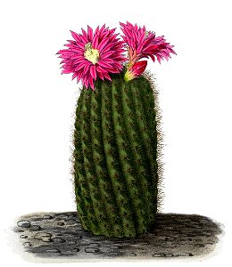 Eriosyce chilensis BlKakteenT138