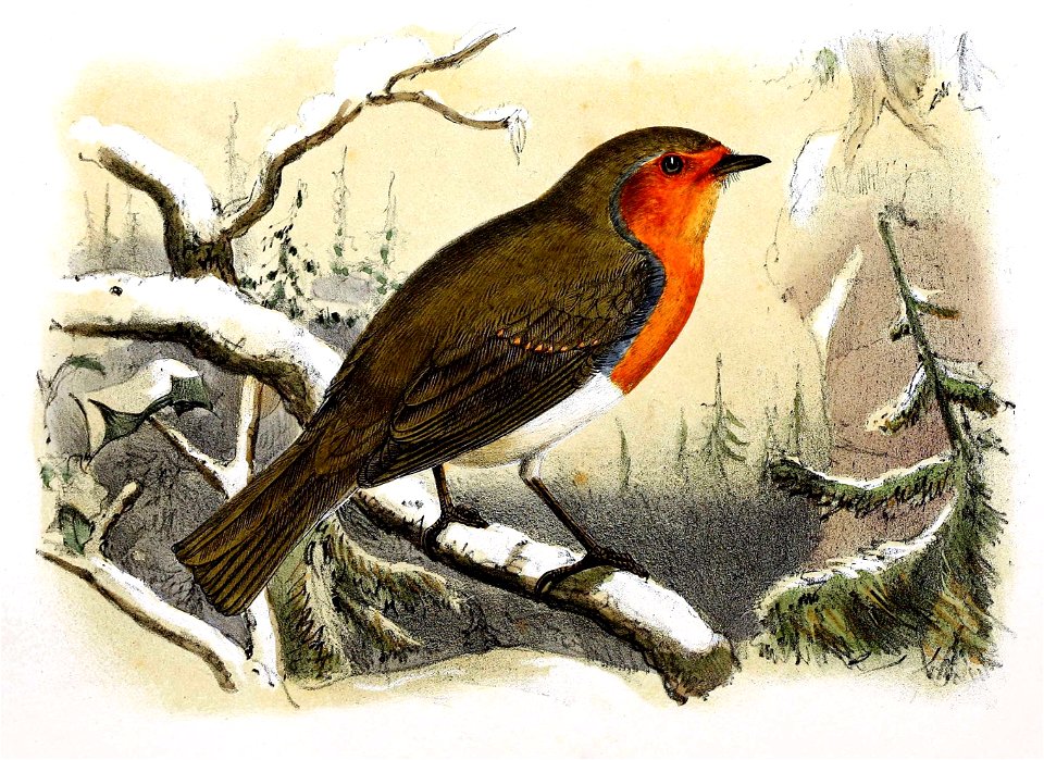 Erithacus rubecula 1869