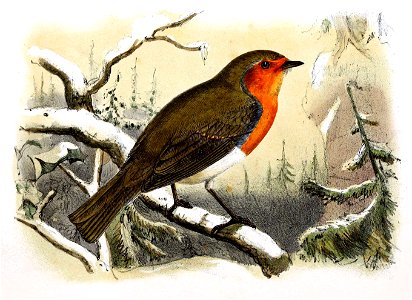 Erithacus rubecula 1869