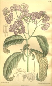 Erlangea tomentosa 135-8269