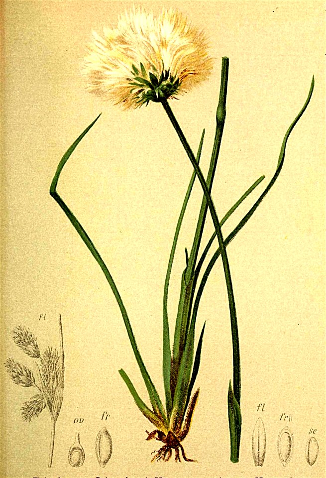 Eriophorum scheuchzeri Atlas Alpenflora