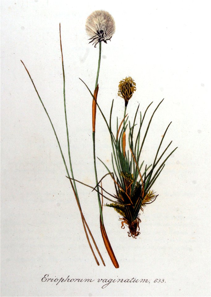 Eriophorum vaginatum — Flora Batava — Volume v8