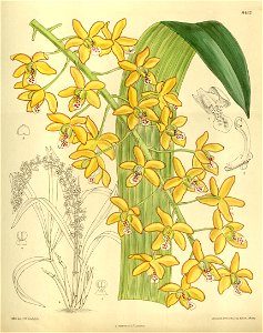 Eriopsis sceptrum (as Eriopsis helenae) - Curtis' 138 (Ser. 4 no. 8) pl. 8462 (1912)