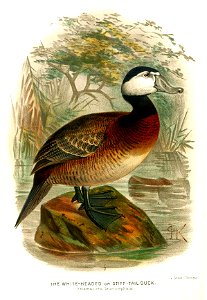 ErismaturaKeulemans