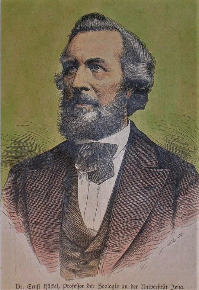 Ernst Haeckel 1882