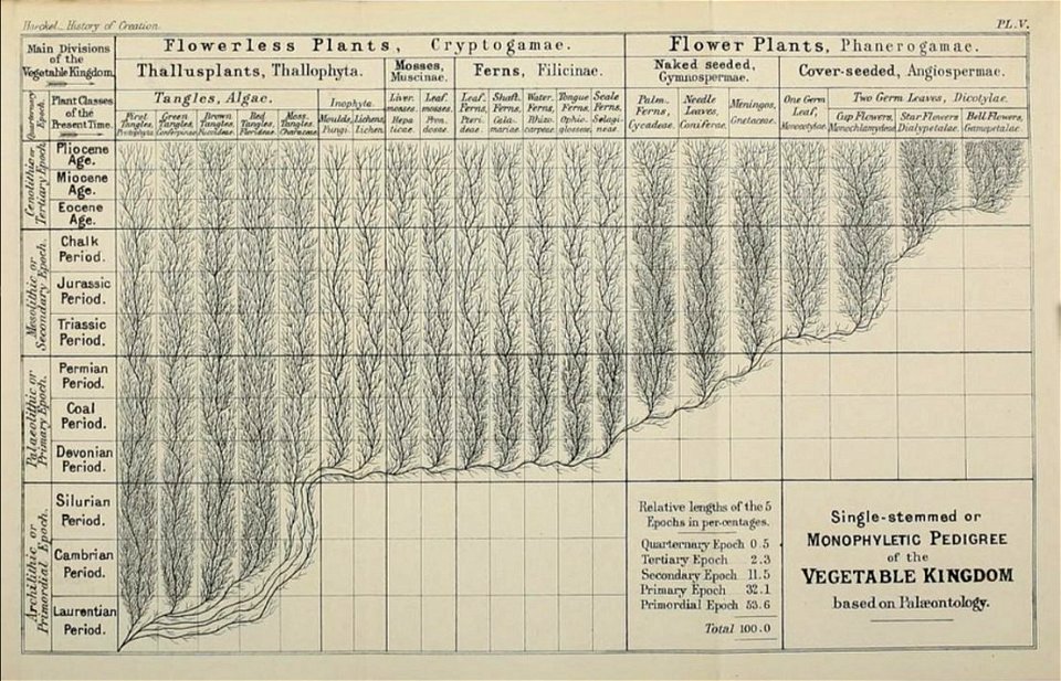 Ernst Haeckel - Monophyletic Plant Evolution