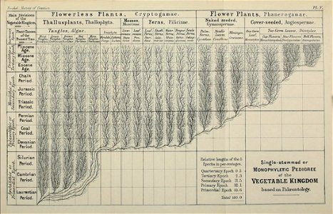 Ernst Haeckel - Monophyletic Plant Evolution