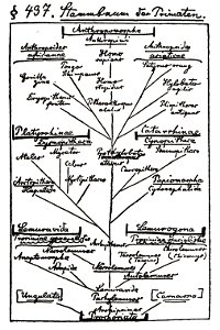 Ernst Haeckel - Tree of Life