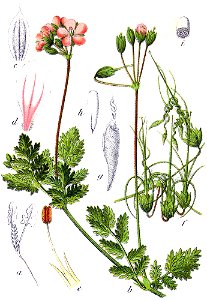 Erodium cicutarium Sturm8