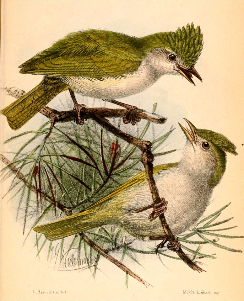 Erpornis zantholeuca tyrannulus 1870