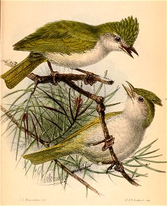 Erpornis zantholeuca tyrannulus 1870