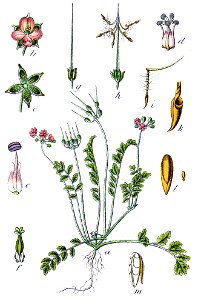 Erodium moschatum Sturm9
