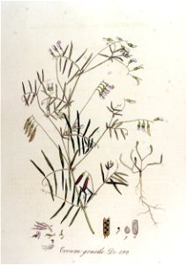 Ervum gracile — Flora Batava — Volume v12