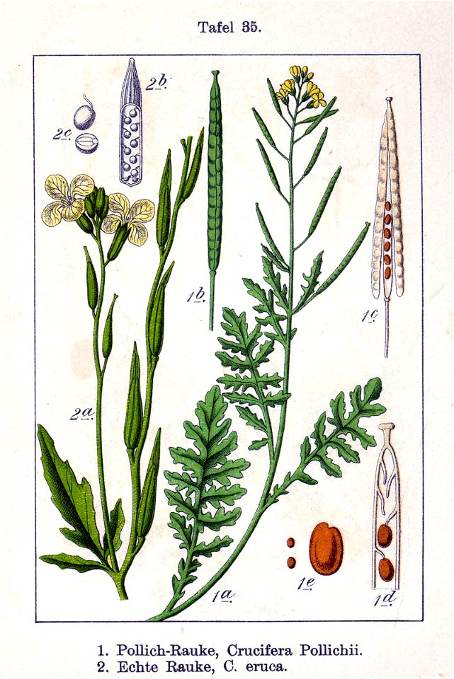 Erucastrumsp and Eruca sp Sturm06035