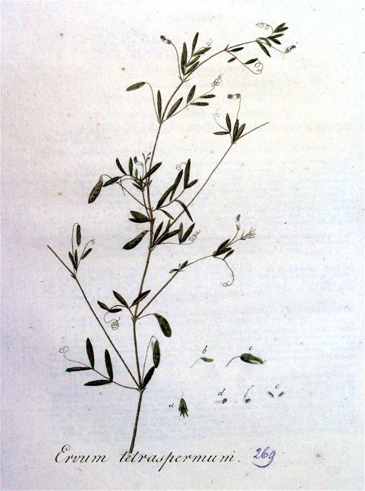 Ervum tetraspermum — Flora Batava — Volume v4