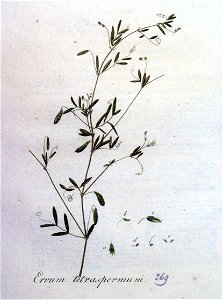 Ervum tetraspermum — Flora Batava — Volume v4