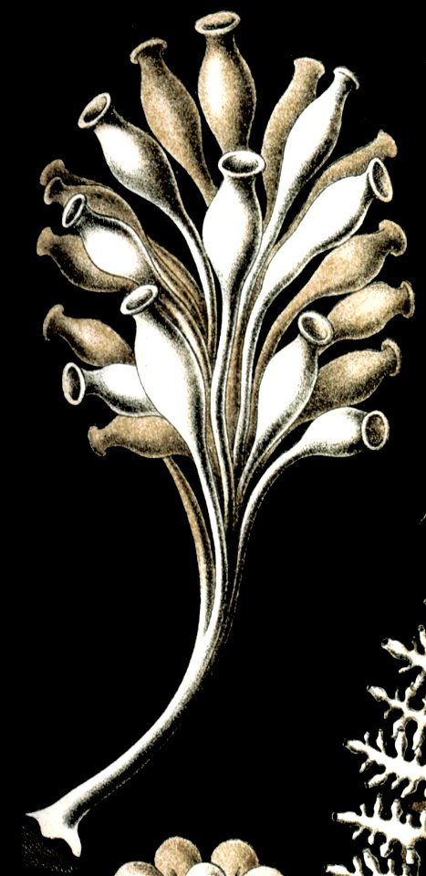 Ernstia gracilis