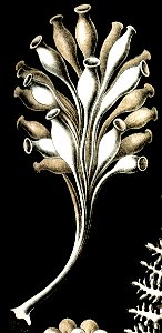 Ernstia gracilis