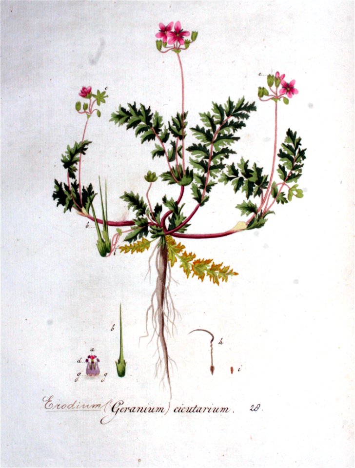 Erodium cicutarium — Flora Batava — Volume v1