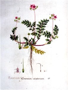 Erodium cicutarium — Flora Batava — Volume v1