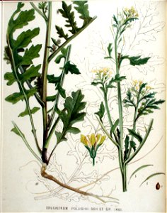 Erucastrum pollichii — Flora Batava — Volume v19