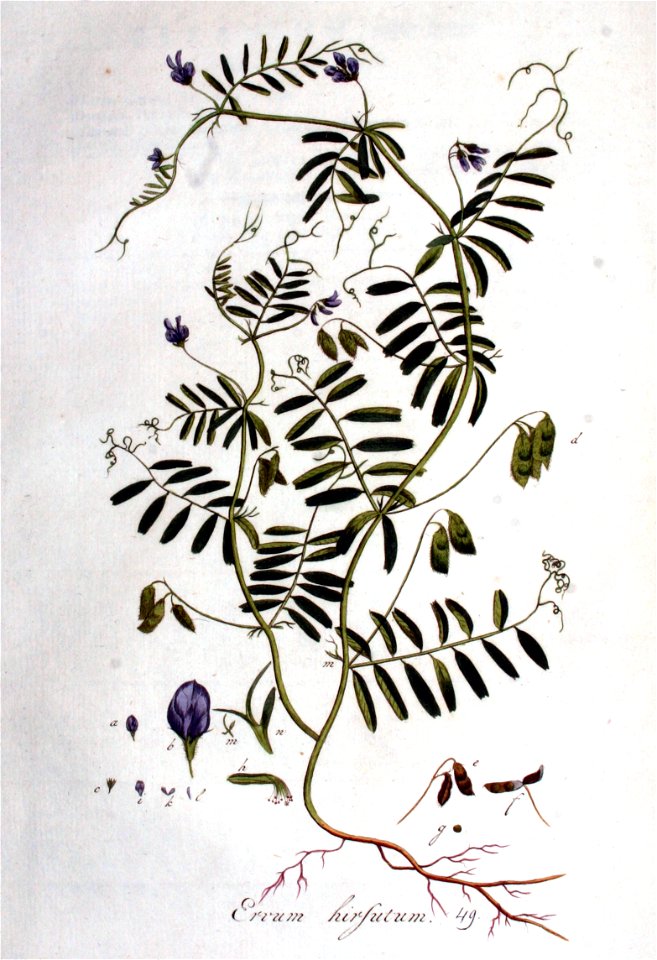 Ervum hirsutum — Flora Batava — Volume v1