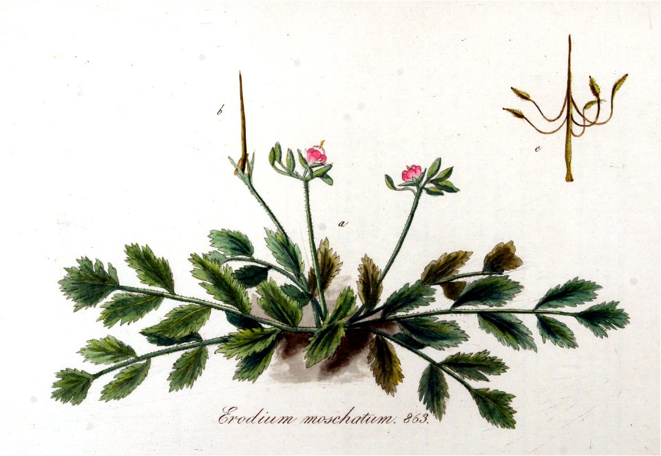 Erodium moschatum — Flora Batava — Volume v11