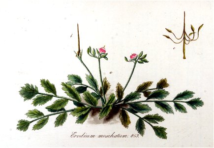 Erodium moschatum — Flora Batava — Volume v11