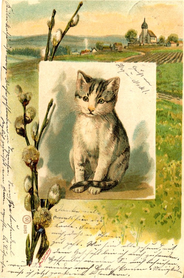 Erwin Spindler Ansichtskarte 1 Katze