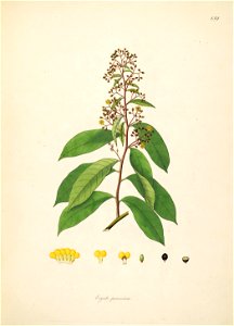 Erycibe paniculata Roxburgh 1798 2-159