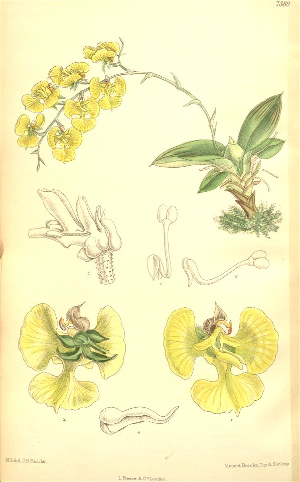 Erycina echinata - Curtis' 120 (Ser. 3 no. 50) pl 7389 (1894)