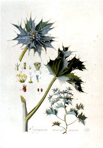 Eryngium maritimum — Flora Batava — Volume v2