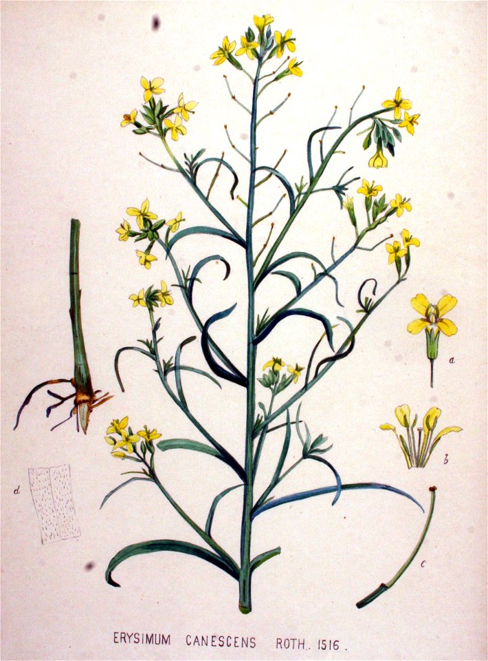 Erysimum canescens — Flora Batava — Volume v19