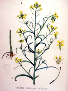 Erysimum canescens — Flora Batava — Volume v19
