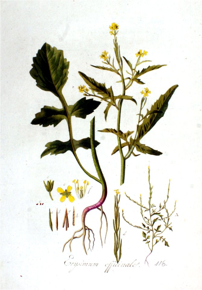 Erysimum officinale — Flora Batava — Volume v2