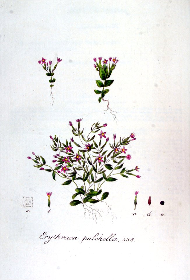 Erythraea pulchella — Flora Batava — Volume v7