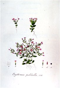 Erythraea pulchella — Flora Batava — Volume v7