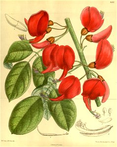 Erythrina pulcherrima 140-8532