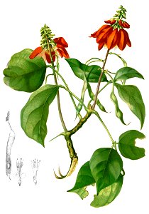Erythrina variegata Blanco2.345-cropped