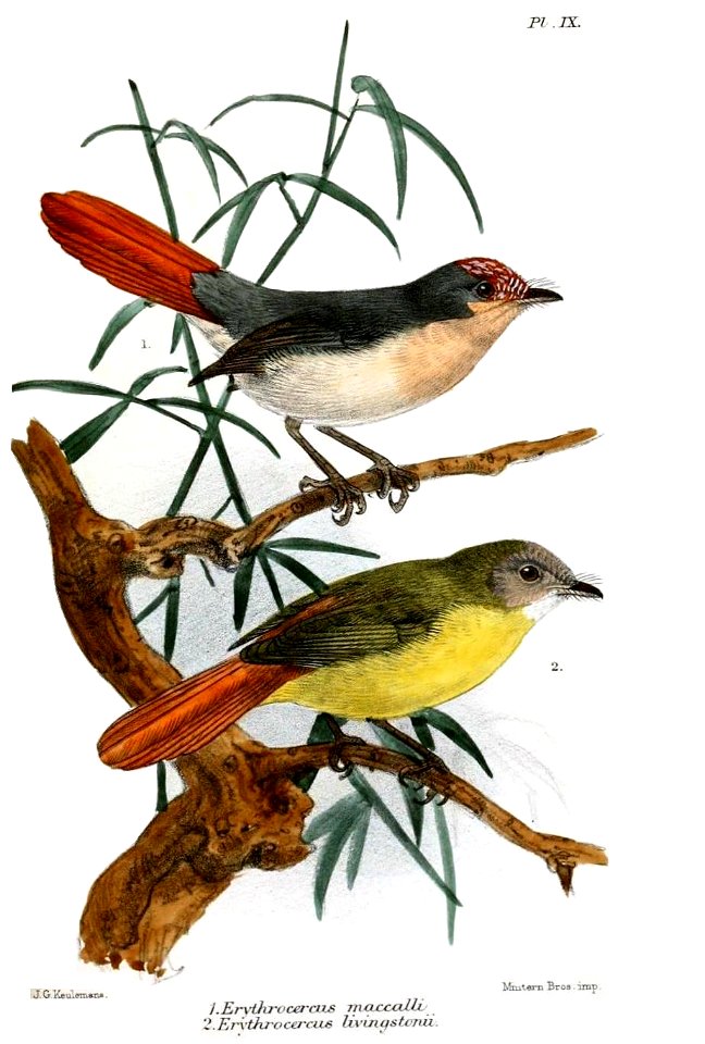 ErythrocercusKeulemans, crop