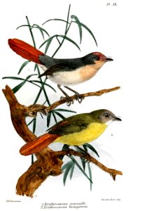 ErythrocercusKeulemans, crop