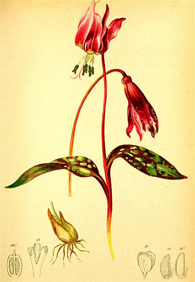 Erythronium dens-canis Atlas Alpenflora